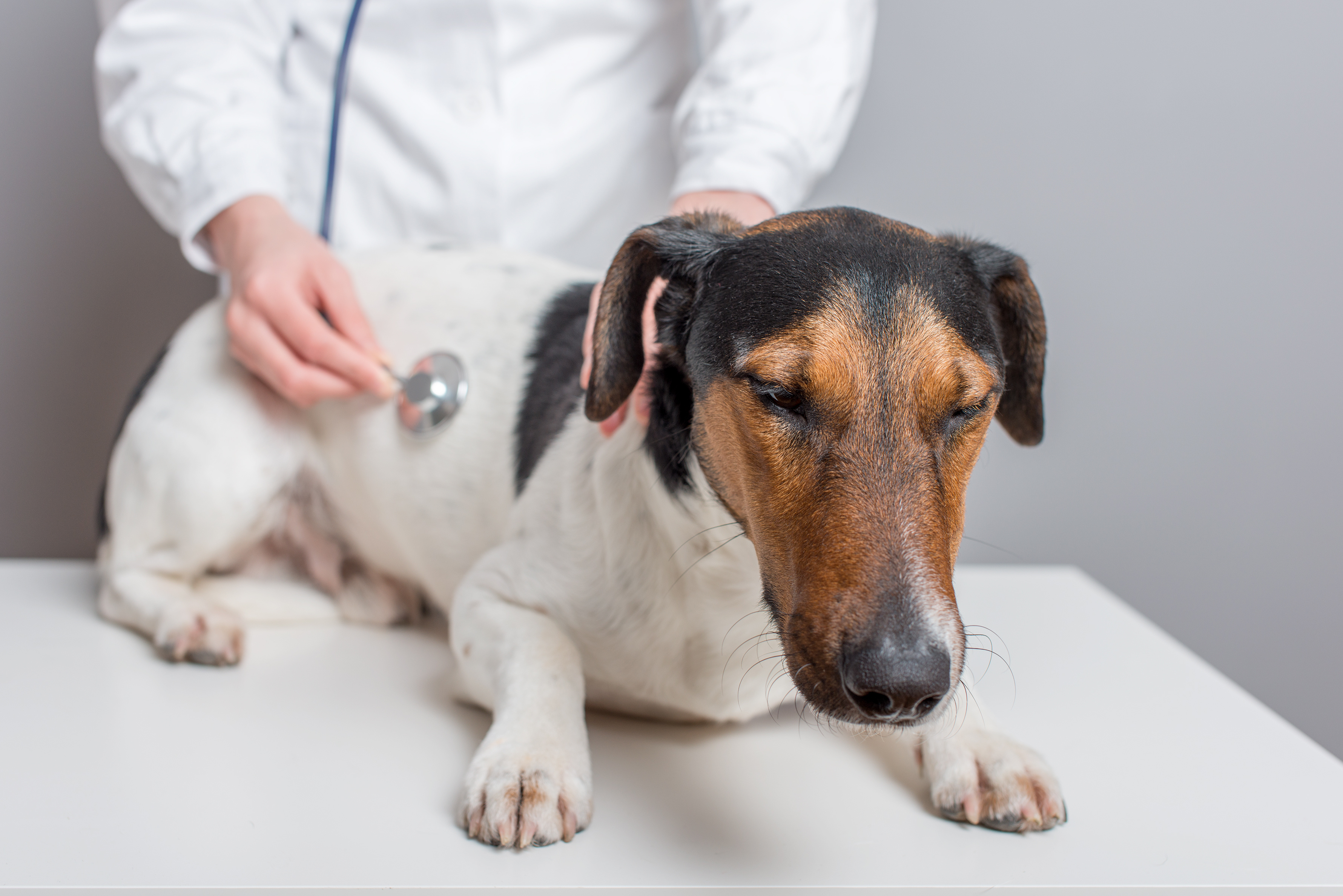 Vets Keep Close Watch on Canine Disease