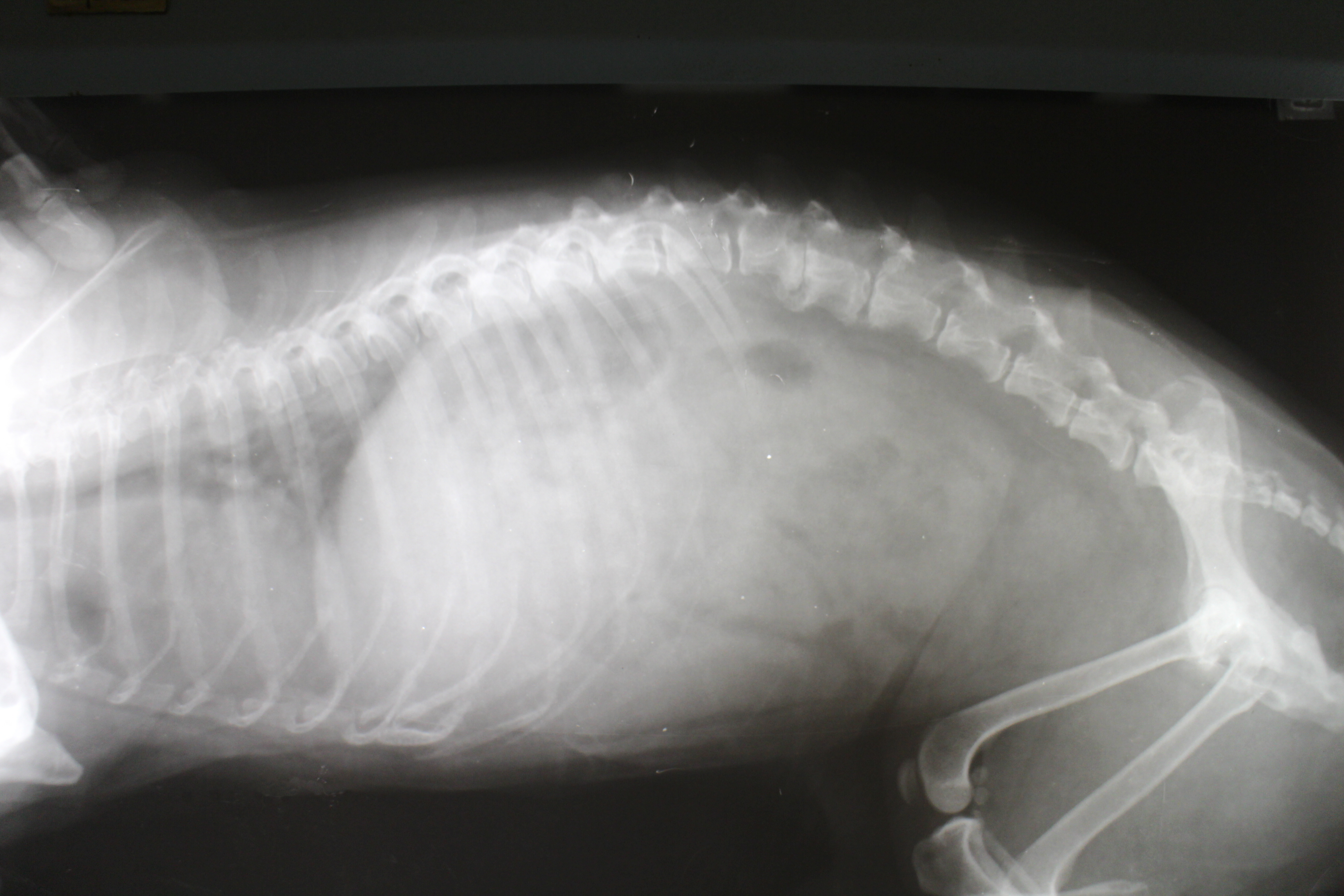 Successful Treatment for Canine Spinal Injuries